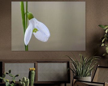 Galanthus woronowii von AGAMI Photo Agency