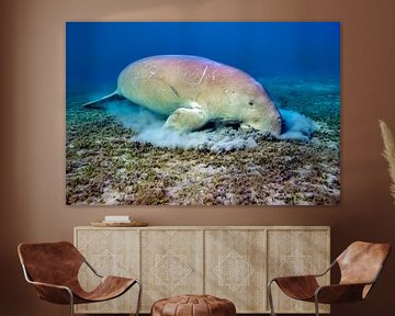 Zeekoe onderwater van AGAMI Photo Agency