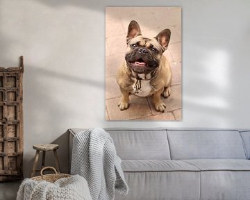 french bulldog by Mike Scheper