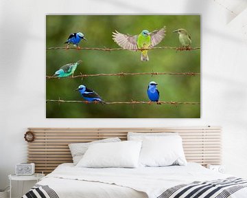 Six Red-legged Honeycreepers sitting on barbed wire by AGAMI Photo Agency