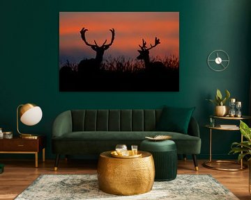 Fallow Deer during sunset sur AGAMI Photo Agency