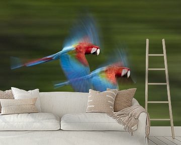 Red-and-green Macaw in flight by AGAMI Photo Agency