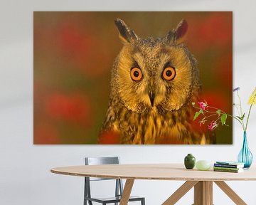 Long-eared Owl (Asio otis) looking alert.
