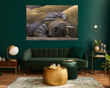 Slapende Walrus (Odobenus rosmarus) van AGAMI Photo Agency