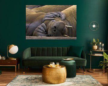 Sleeping Walrus (Odobenus rosmarus) sur AGAMI Photo Agency