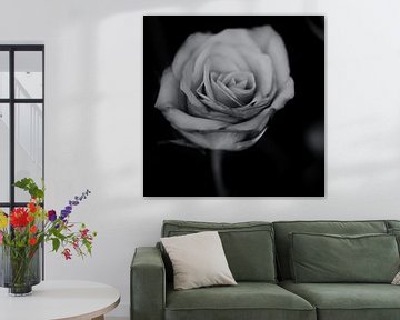 Rose (schwarz und weiß) von Fotografie Jeronimo