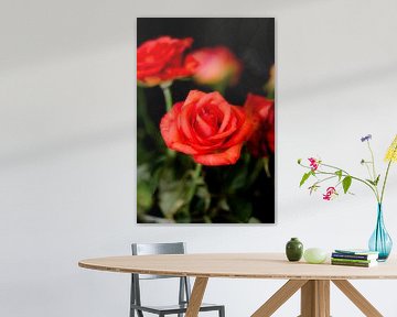Mooie rode roos in een vaas van Fotografie Jeronimo