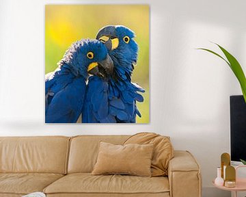 Close-up of two Hyacinth Macaws by AGAMI Photo Agency