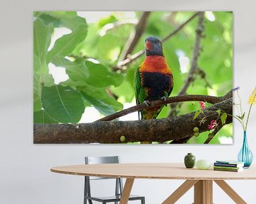 Australische mini papegaai Lorikeets van Fran Lan