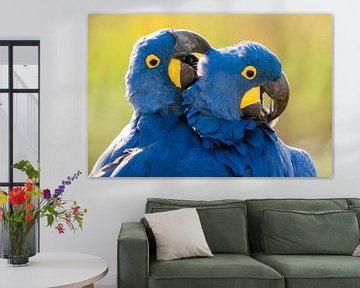 Close-up of two preening Hyacinth Macaws sur AGAMI Photo Agency