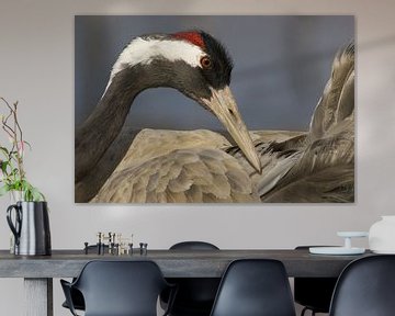 Common Crane adult preening von AGAMI Photo Agency