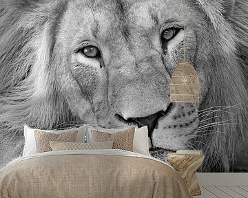 black and white close up Lion by Patrick van Bakkum