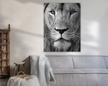 Zwart wit portrait foto van een Leeuw van Patrick van Bakkum