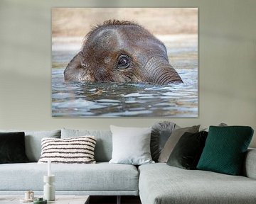 Elephant swimming in the water sur Patrick van Bakkum