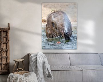 Olifant aan het zwemmen in het water sur Patrick van Bakkum