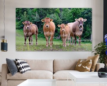 Vaches en Suisse sur Arie Bon
