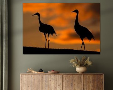 Common Crane standing in sunset von AGAMI Photo Agency