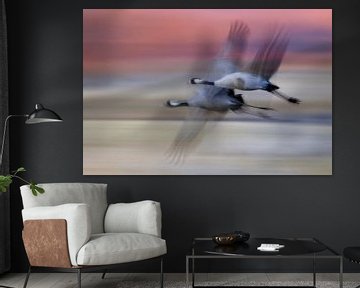 Europese Kraanvogel vliegend van AGAMI Photo Agency