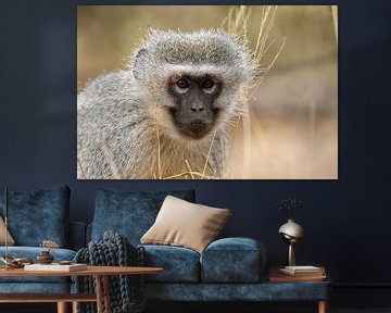 Vervet monkey