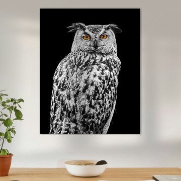 Zwart wit Uil met kleur ogen