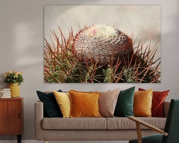 cactus cactussen melocactus