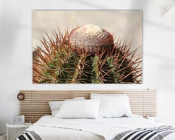 cactus cactussen melocactus