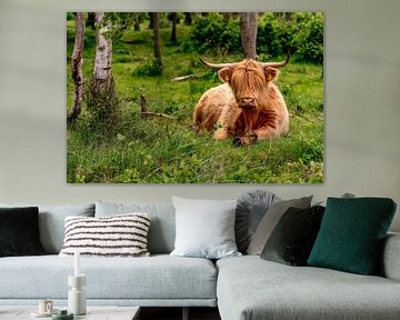 Schottische Highlander Blumenzwiebelkammer Texel von Texel360Fotografie Richard Heerschap