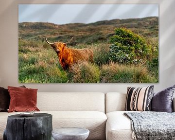 Scottish Highlander bulb room Texel 16/9 by Texel360Fotografie Richard Heerschap