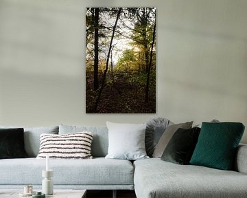 Zon door de bomen