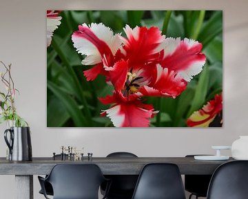 Tulipa in red with a twist sur Marcel van Duinen