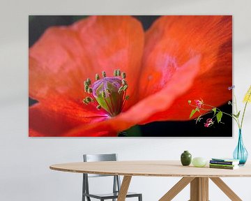 Boîte à graines d'un coquelicot sur Rietje Bulthuis