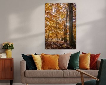 Herbstsonne in den Buchenwäldern im Taunus van Christian Müringer