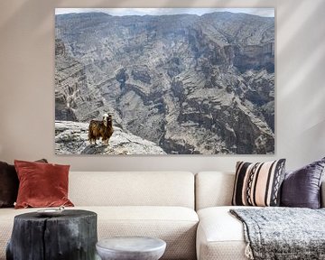 Goat in Jabal Shams by Robert Styppa