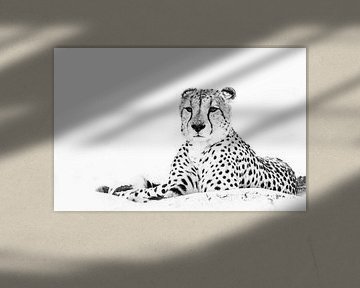 Cheetah von Robert Styppa