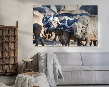 Afrikanische Büffel von Robert Styppa