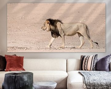 Kgalagadi black-maned lion! sur Robert Kok