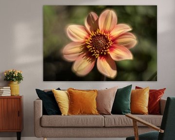 Dahlia sur ColorsofNaturePhotography Jeanet Groenewoud