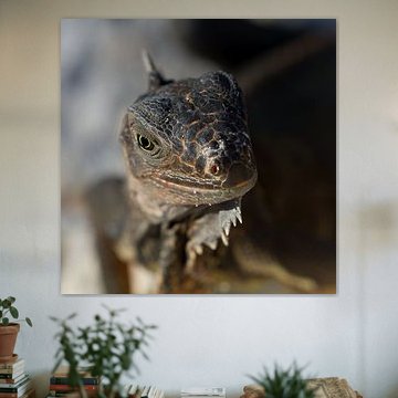 Hypnotizing Eye sur Angelique Faber