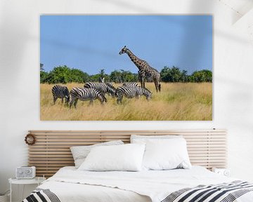 Girafs and Zebras by Robert Styppa