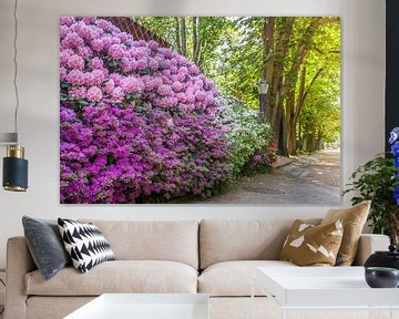 Rhododendron an der Brunnenallee im Kurpark von Bad Homburg van Christian Müringer