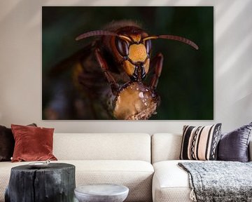 Europese hoornaar (vespa crabro). by Jeroen  Ruël