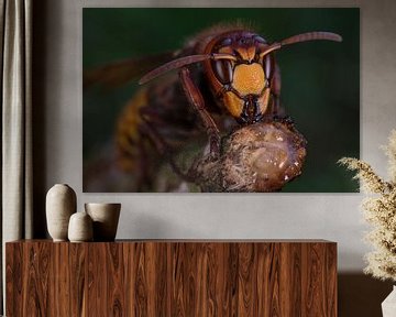 Europese hoornaar (vespa crabro). van Jeroen  Ruël
