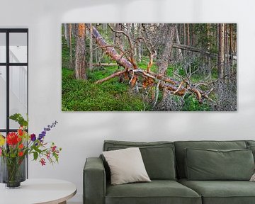 Toter gefallener Baum in einem Urwald in Schweden von Chris Stenger