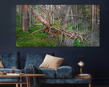 Toter gefallener Baum in einem Urwald in Schweden