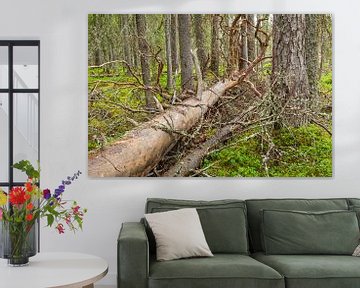 Toter gefallener Baum in einem Urwald in Schweden von Chris Stenger