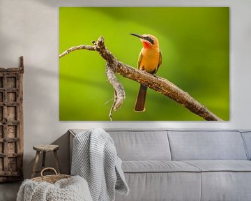 White-fronted Bee-eater perched on branch by Chris Stenger