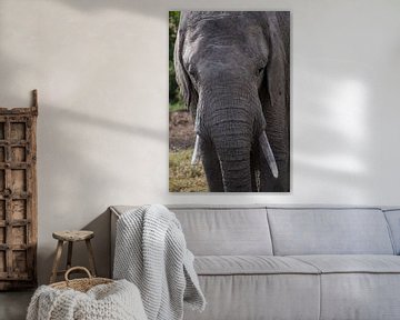 Elephant in Ol Pejeta, Kenya by Andy Troy