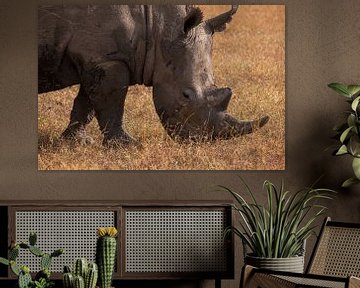 Rhinocéros à Ol Pejeta, Kenya sur Andy Troy