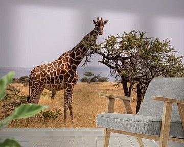 Giraffe in Kenya by Andy Troy