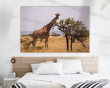 Giraffe in Kenia van Andy Troy